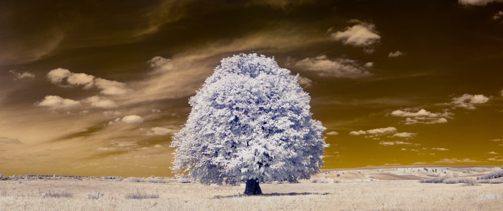 Infrared Photography Techniques: